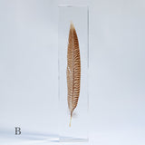 Golden Pheasant feather