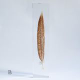 Golden Pheasant feather