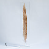 Golden Pheasant feather