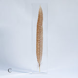 Golden Pheasant feather