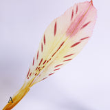 Alstroemeria【Yellow】