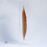 Golden Pheasant feather