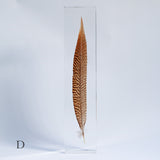 Golden Pheasant feather