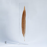 Golden Pheasant feather