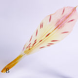 Alstroemeria【Yellow】