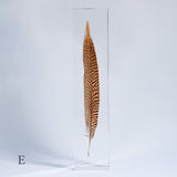 Golden Pheasant feather