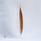 Golden Pheasant feather