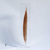 Golden Pheasant feather