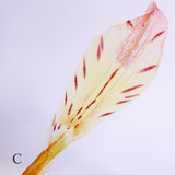 Alstroemeria【Yellow】