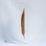 Golden Pheasant feather