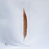 Golden Pheasant feather