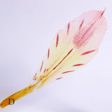 Alstroemeria【Yellow】