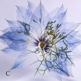 Nigella