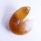 The daily life of a caterpiller -Amber-【Yuuka Shibasaki】