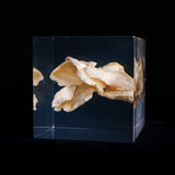 Bunaharitake mushroom