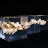 Bunaharitake mushroom