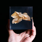 Bunaharitake mushroom