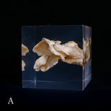 Bunaharitake mushroom