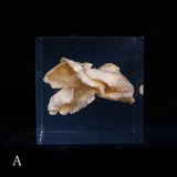 Bunaharitake mushroom