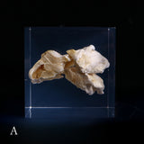 Bunaharitake mushroom