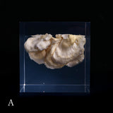 Bunaharitake mushroom