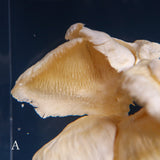 Bunaharitake mushroom