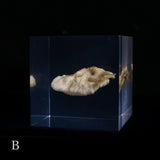 Bunaharitake mushroom