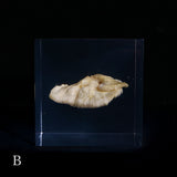 Bunaharitake mushroom