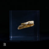 Bunaharitake mushroom