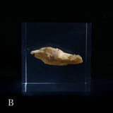 Bunaharitake mushroom