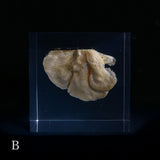 Bunaharitake mushroom