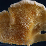 Bunaharitake mushroom