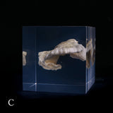 Bunaharitake mushroom