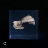 Bunaharitake mushroom