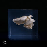 Bunaharitake mushroom