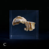 Bunaharitake mushroom