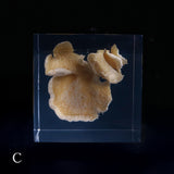 Bunaharitake mushroom