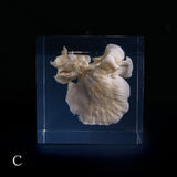 Bunaharitake mushroom