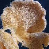 Bunaharitake mushroom