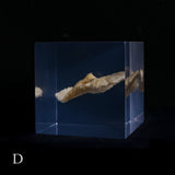 Bunaharitake mushroom