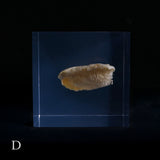 Bunaharitake mushroom