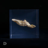 Bunaharitake mushroom