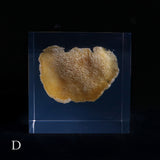 Bunaharitake mushroom