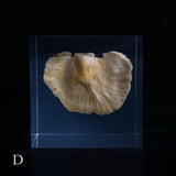 Bunaharitake mushroom