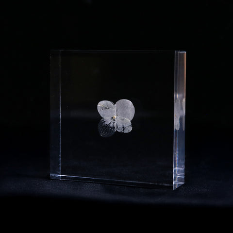 Hydrangea plate -one flower-