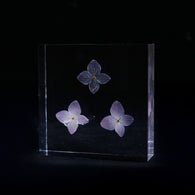 Hydrangea plate -three flower-