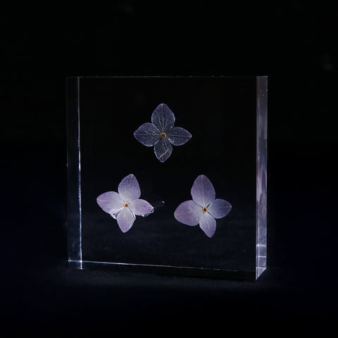 Hydrangea plate -three flower-