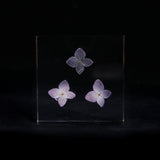 Hydrangea plate -three flower-