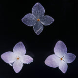 Hydrangea plate -three flower-