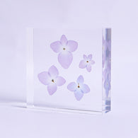 Hydrangea plate -four flower-